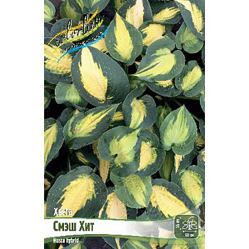 Хоста Смэш Хит 1 n 1 шт