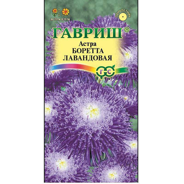 Астра Боретта лавандовая Гавриш Ц 