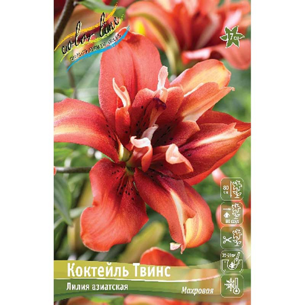 Лилия Коктейль Твинс 12/14 5 шт 