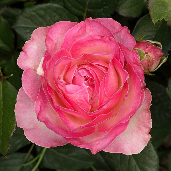 Роза чайно-гибридная Кэнди Аваланч Садовита