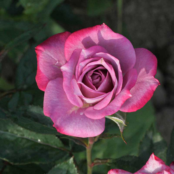 Роза спрей Билона Садовита