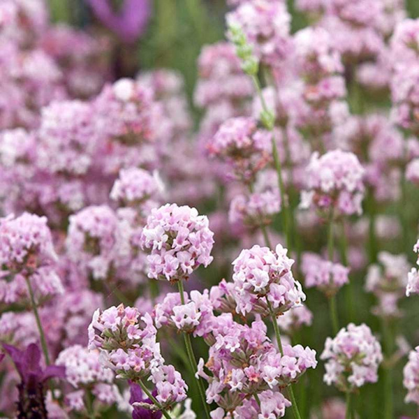 Лаванда Узколистная Розея P9 Садовита