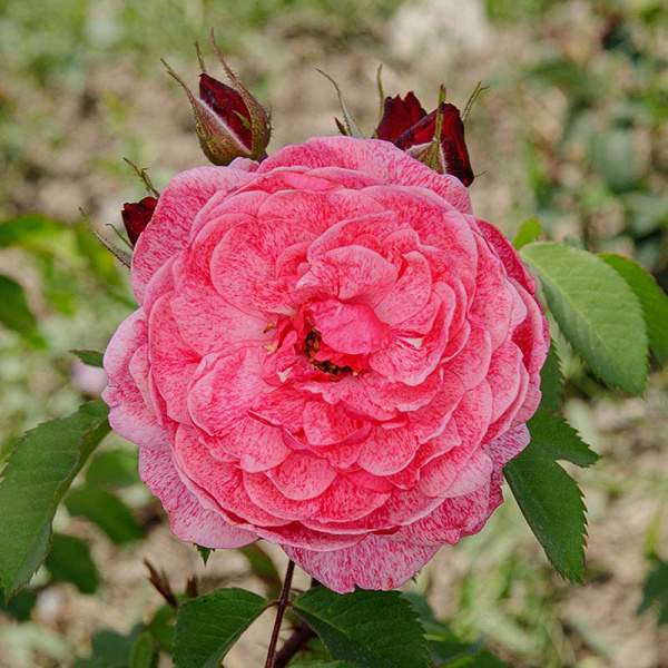 Роза плетистая Камелот Садовита