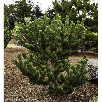 Сосна Черная Орегон Грин C4 25-30cm шт