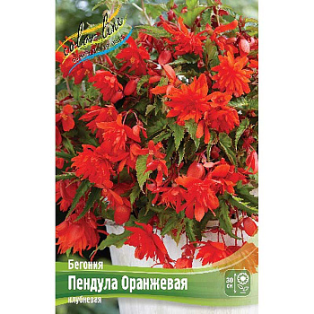Бегония Пендула Оранжевая 5/6 50 шт Шоу-бокс 8861