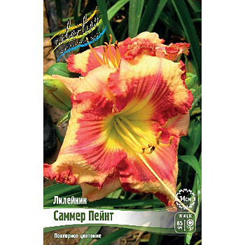 Лилейник Саммер Пейнт I 25 шт Биг-Пак 7842