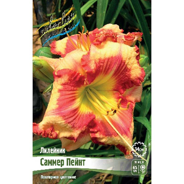 Лилейник Саммер Пейнт I 25 шт Биг-Пак 7842