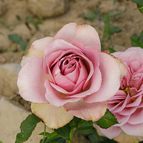 Роза флорибунда Монмартр Садовита