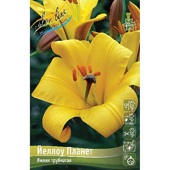 Лилия Йеллоу Планет 12/14 25 шт Биг-пак 10567 