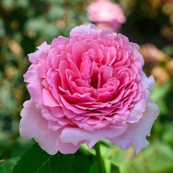 Роза плетистая Бьенвеню Садовита