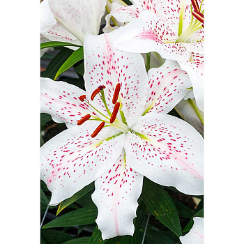Лилия Экстраваганца 12/14 3 шт Садовита 