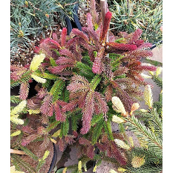 13759 Ель Обыкновенная Рэд Мен C10 70-80cm ,шт