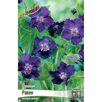 Гераниум Равен I 1 шт