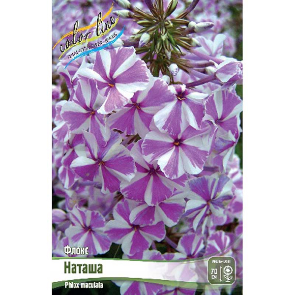 Флокс Наташа I 1 шт