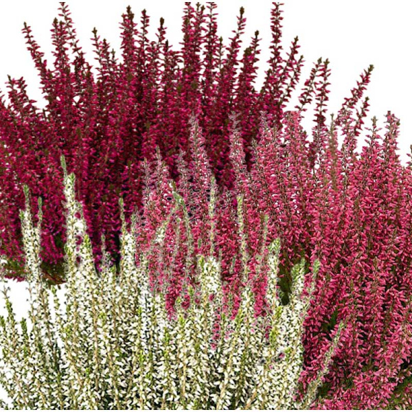 16742 Вереск Обыкновенный Трио Герлс (Патрисия-Бетина-Аметист) P15 конт. шт