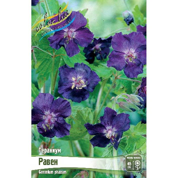 Гераниум Равен I 1 шт