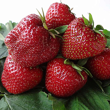 Земляника садовая ремонтантная Кабрилло (цена за 40 шт) ОСП