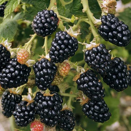 Ежевика Торнфри КолорЛайн