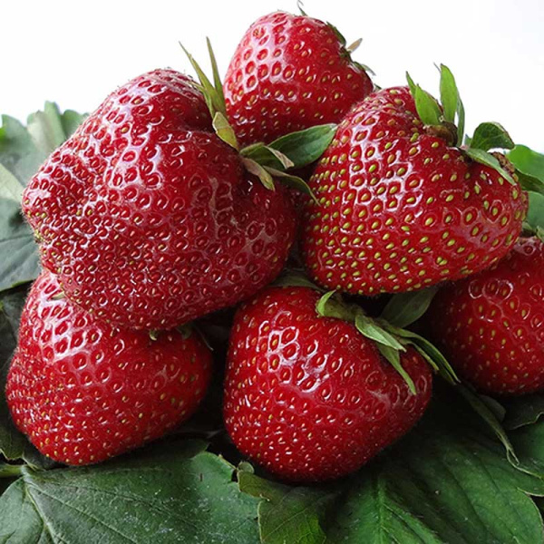 Земляника садовая ремонтантная Кабрилло (цена за 40 шт) ОСП