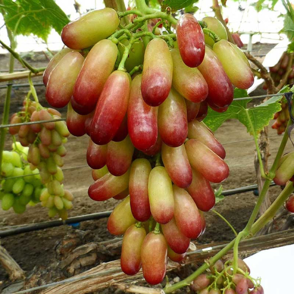 Виноград Маникюр фингер средний Садовита