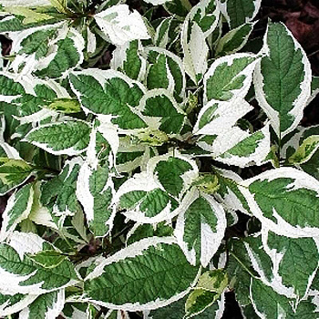 Дёрен Белый Сибирика Вариегата P9