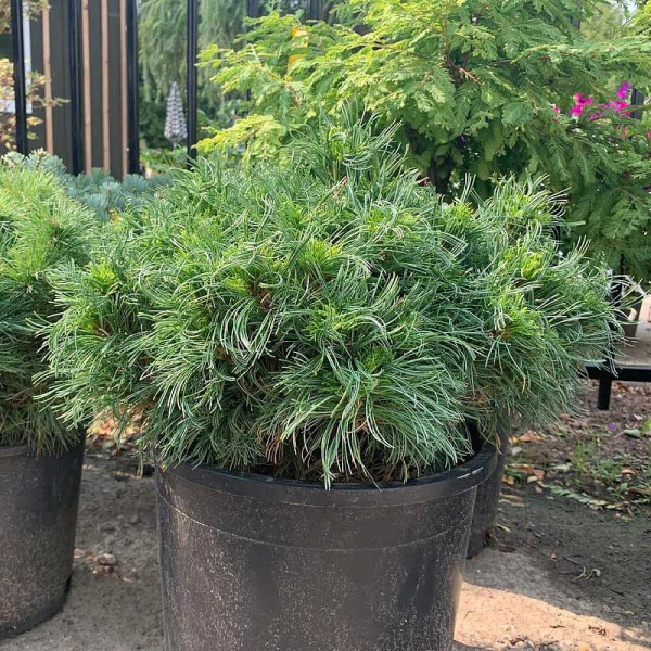 Сосна Веймутовая Грин Твист C1.5