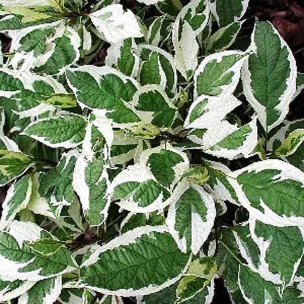 Дёрен Белый Сибирика Вариегата P9