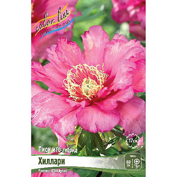 Пион Ито Хиллари 2/3 n 1 шт