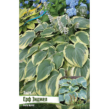 Хоста Ерф Энджел 1 n 1 шт