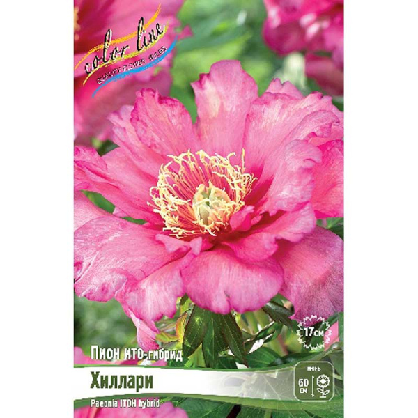 Пион Ито Хиллари 2/3 n 1 шт