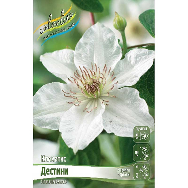 Клематис Дестини I 2 шт 