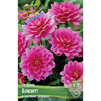 Георгина Блюзетт I 1 шт