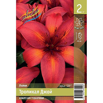 Лилия Тропикал Джой 10/12 2 Эконом шт