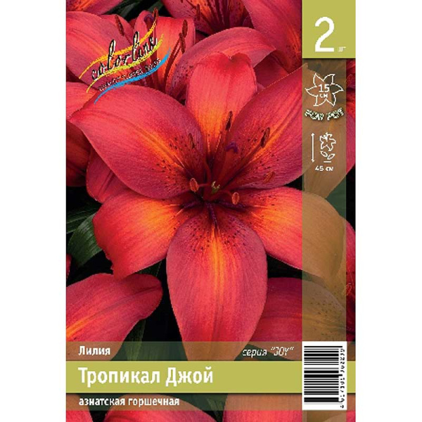 Лилия Тропикал Джой 10/12 2 Эконом шт