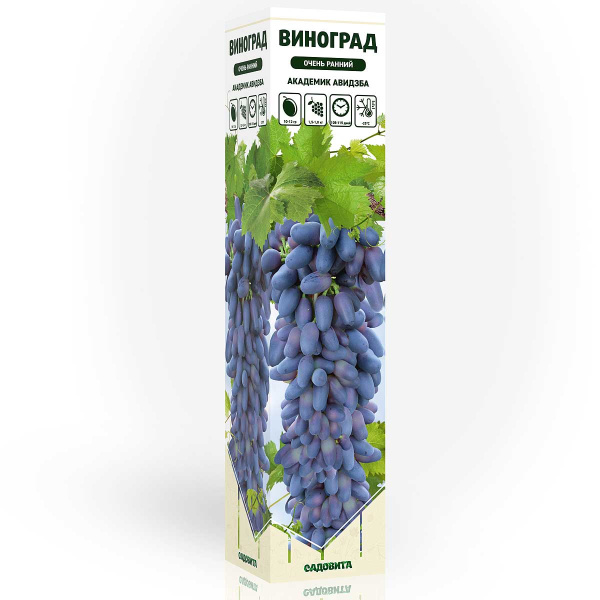 Виноград Академик Авидзба очень ранний Садовита