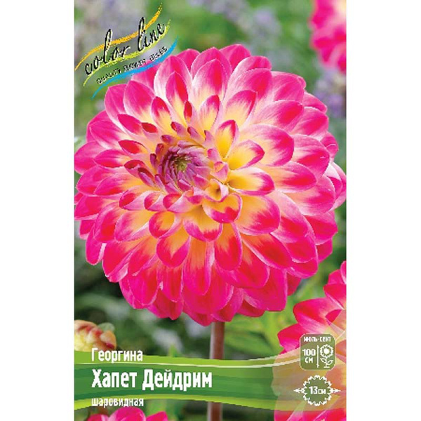 Георгина Хапет Дейдрим I 15 шт Шоу-бокс 13939