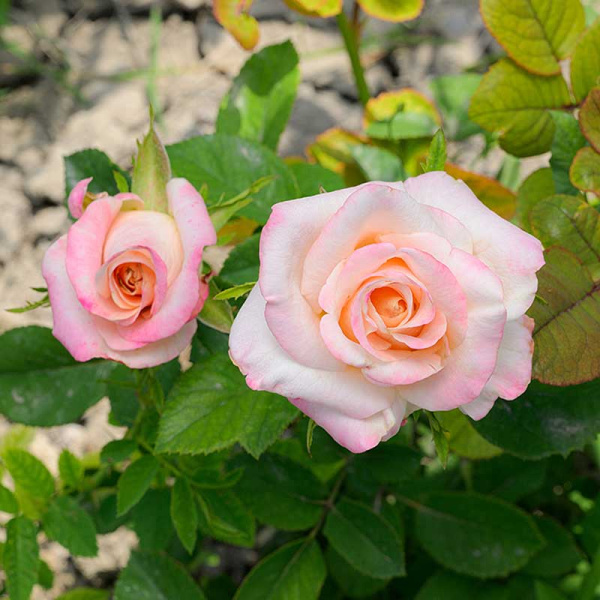 Роза Чайно-гибридная Вип Нью Мисс Садовита