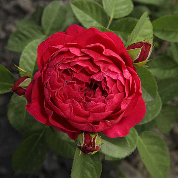 Роза чайно-гибридная Аскот Садовита