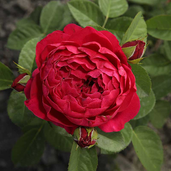 Роза чайно-гибридная Аскот Садовита