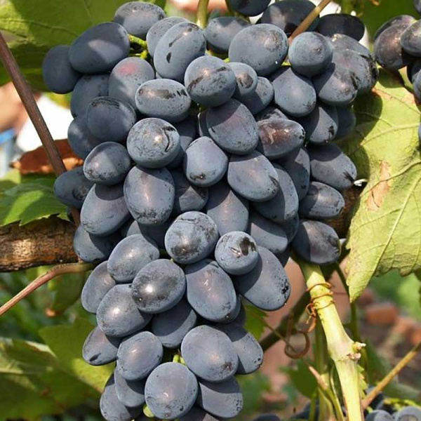 Виноград Надежда Азос ранний Садовита