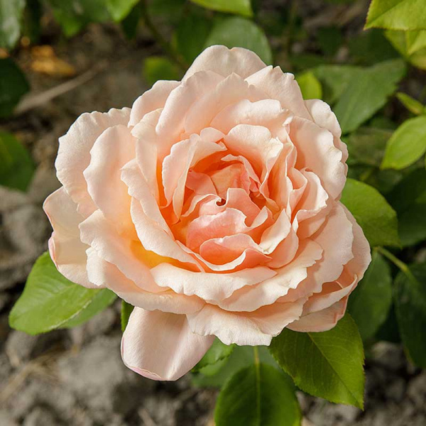 Роза флорибунда Гейша Садовита