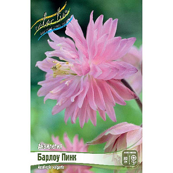 9861 Биг-Пак Аквилегия Барлоу Пинк I 25 шт
