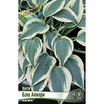Хоста Блю Айвори 1 n 1 шт