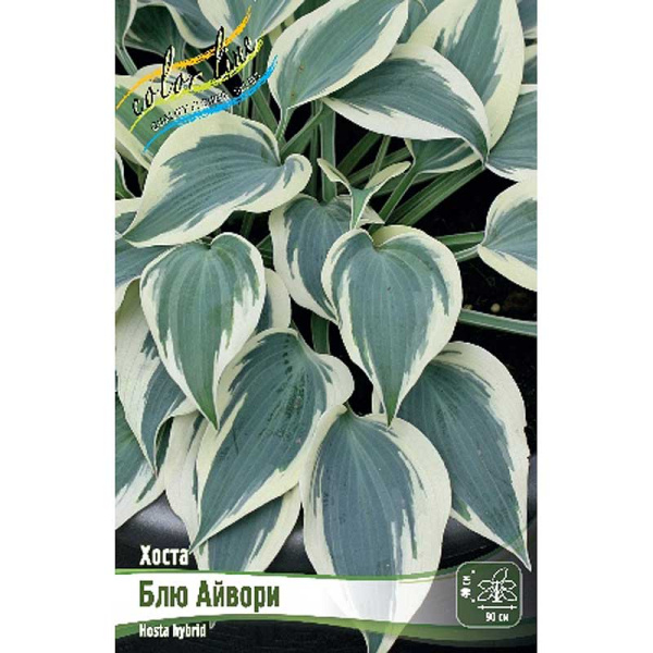 Хоста Блю Айвори 1 n 1 шт