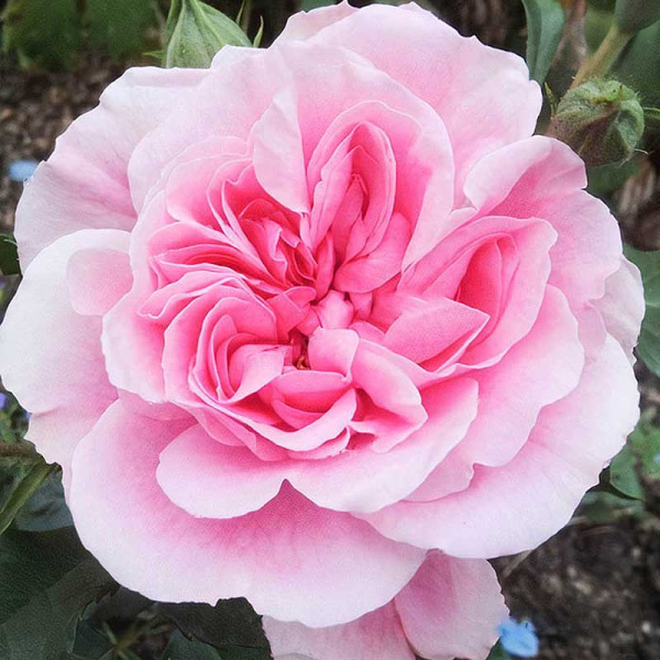 Роза плетистая Ютерсен Розенпринцессин Садовита