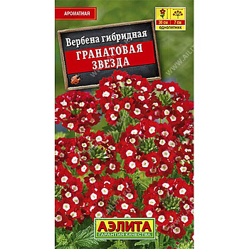 Вербена Гранатовая звезда гибридная Аэлита Ц 