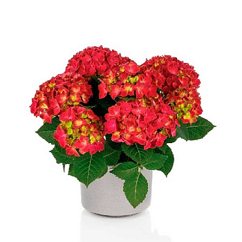 4722 Гортензия Крупнолистовая Хай Торнадо P12 ,шт