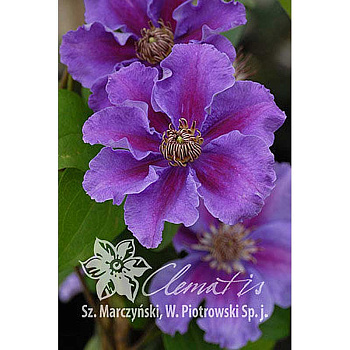 Клематис Ашва P9 шт