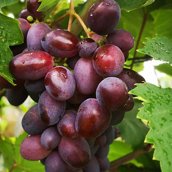 Виноград Олимп ранний Садовита