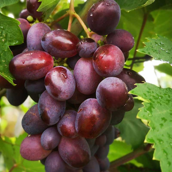 Виноград Олимп ранний Садовита